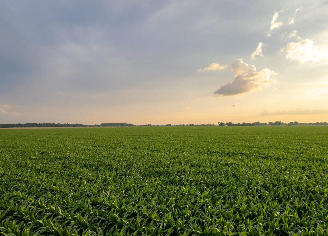 A view of a farmland crops in the Mid-South, which is a farmland investment.
