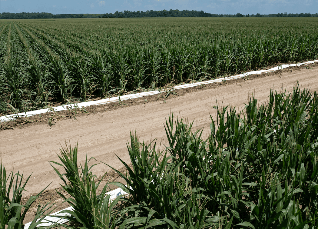A view of a farmland investment.