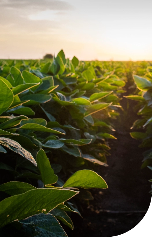 Strategic farmland investment process: acquire, improve, grow, sustain